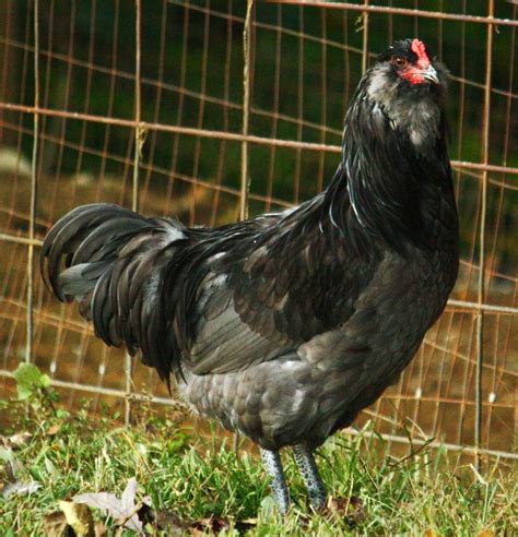 ameraucana club|ameraucana chickens for sale near me.